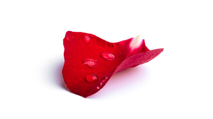 Red rose petal with water drops isolated on a white background.