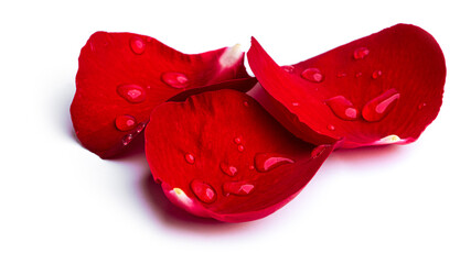 Red rose petals with water drops isolated on a white background.