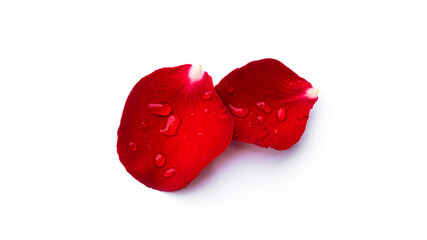 Red rose petals with water drops isolated on a white background.