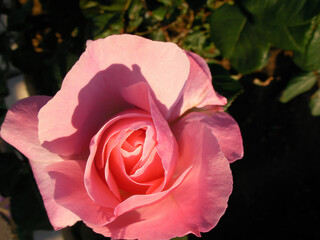 Close-up view of a pink rose with green leaves inside the garden. Other rose buds that appear blurred in the background. The shadows between the petals of the flower.