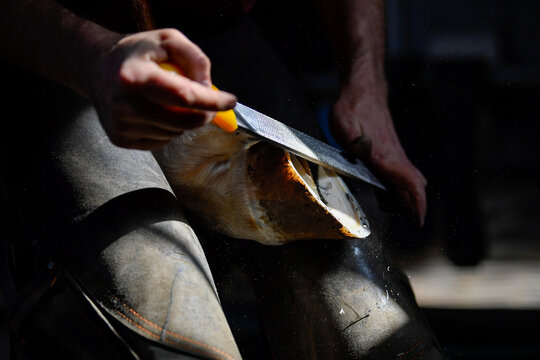 A farrier adjusting a horseshoe 