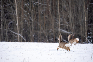 Roe deer have come out of the forest on a white cereal field in search of food © Rolands
