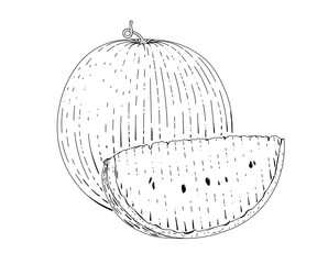 Watermelon and slice of watermelon vector engraved style illustration for posters, decoration and print. Hand drawn etching sketch of passion fruit in monochrome. Detailed vegetarian food linocut draw