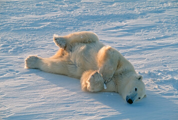 Polar bear rolling on Arctic snow