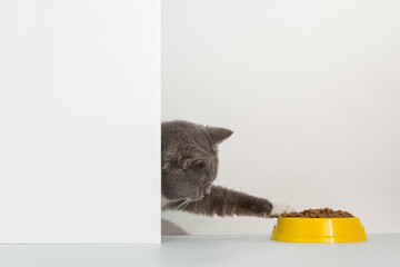 Grey cat peeps out of the corner, animal emotions, looks at a bowl of food, on a white background, concept. Copy space.