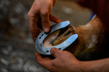 A farrier attaching a horseshoe to a horse hoof - obrazy, fototapety, plakaty