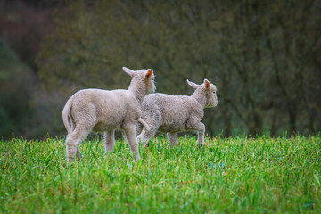 Obraz premium Baby lamb in the pasture of the portuguese region of Ribatejo