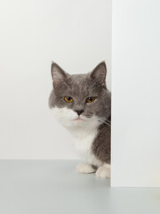 Grey cat peeps out of the corner, animal emotions, on a white background, pet concept. Copy space.