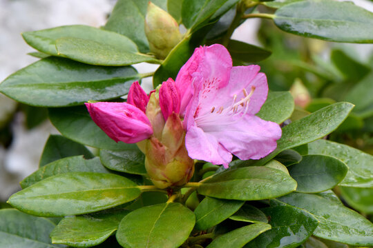 Rhody Bilder – Durchsuchen 298 Archivfotos, Vektorgrafiken und Videos ...