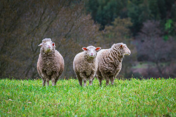 Sheeps in the green fields