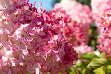 white and pink hydrangea flowers in the garden