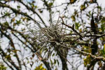Tillandsia recurvata, commonly known as small ballmoss or ball moss