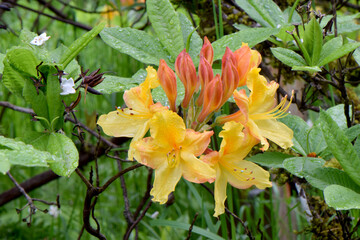 Azalea Orange 01