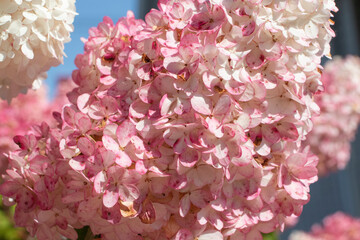 white and pink hydrangea flowers in the garden