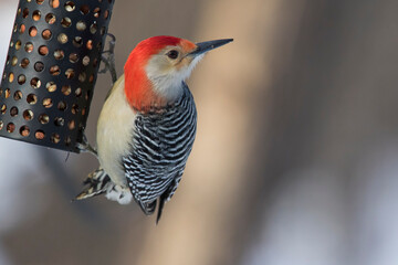  red-bellied woodpecker (Melanerpes carolinus)