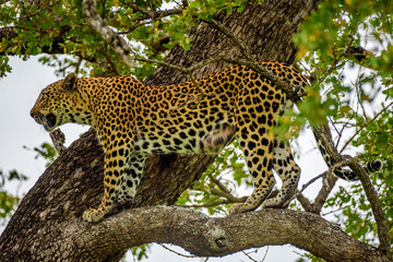 A leopard hiding on a tree in Kruger NP in South Africa.