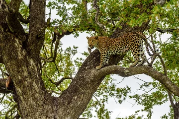 Papier Peint photo Lavable Léopard A leopard hiding on a tree in Kruger NP in South Africa.
