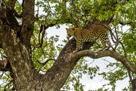 A leopard hiding on a tree in Kruger NP in South Africa.