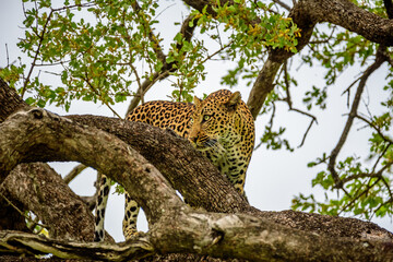 Fototapeta na wymiar A leopard hiding on a tree in Kruger NP in South Africa.