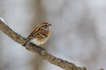 American tree sparrow (Spizelloides arborea) in winter