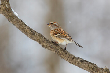 American tree sparrow (Spizelloides arborea) in winter