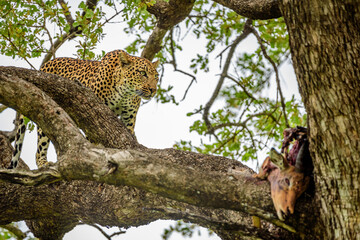 Fototapeta na wymiar A leopard on a tree with a kill of impala in Kruger NP South Africa.