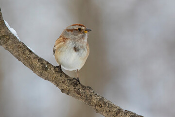 American tree sparrow (Spizelloides arborea) in winter