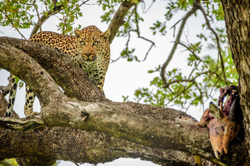 A leopard on a tree with a kill of impala in Kruger NP South Africa.