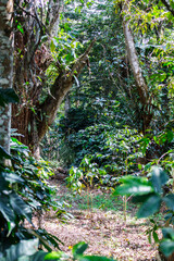 Wild tropical forest  in Eastern Cordillera (Cordillera Oriental), Colombia.