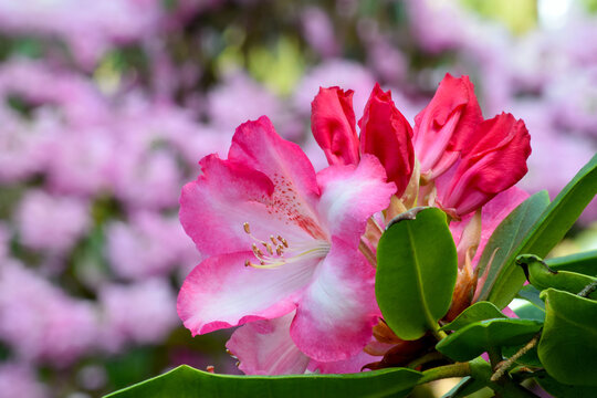 Rhody Bilder – Durchsuchen 298 Archivfotos, Vektorgrafiken und Videos ...