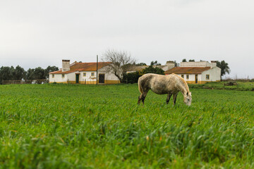 Horses on the pastures of Golegã, Portugal - the world´s capital city of the horse. Portuguese horses - lusitan 