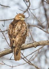 red-tailed hawk (Buteo jamaicensis) in winter