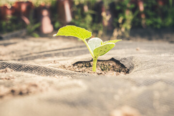 Plant grows out of the ground. Аgriculture in the garden.