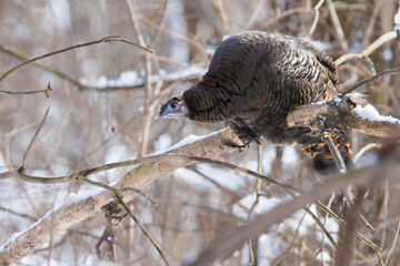 wild turkey (Meleagris gallopavo) in winter