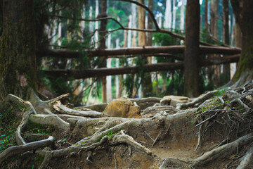 Trees in the Taiwan Forrest