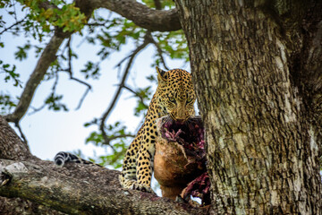 A leopard on a tree with a kill of impala in Kruger NP South Africa.