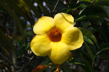 Allamanda cathartica, commonly called golden trumpet