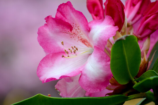 Rhody Bilder – Durchsuchen 298 Archivfotos, Vektorgrafiken und Videos ...