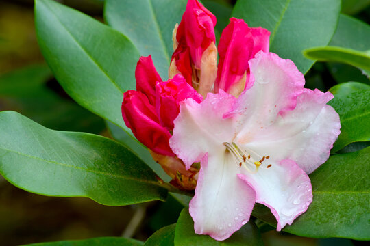 Rhody Bilder – Durchsuchen 298 Archivfotos, Vektorgrafiken und Videos ...