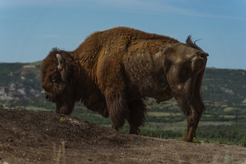 The American Bison!