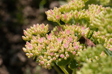 background of green plants in the garden