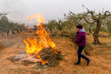 Young girl burning olive tree pruning after olive harvest in Spain