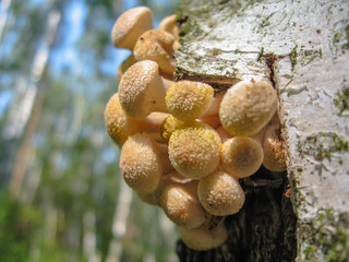 Beautiful honey mushrooms growing in group on a tree trunk