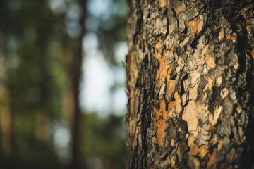 Tree in the forest surrounding Devil's Tower National Monument