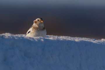 snow bunting (Plectrophenax nivalis) in winter