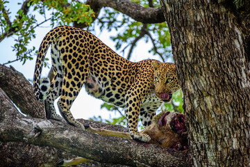 A leopard on a tree with a kill of impala in Kruger NP South Africa.