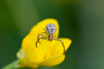 Crab Spider Yellow 01