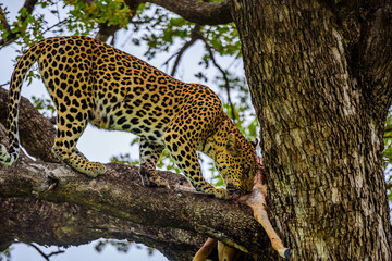 A leopard on a tree with a kill of impala in Kruger NP South Africa.