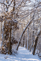 Fototapeta premium Sunrise on the trail on a beautiful snowy morning. Matthiessen state park, Illinois, USA.