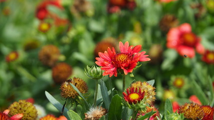 red and yellow flowers